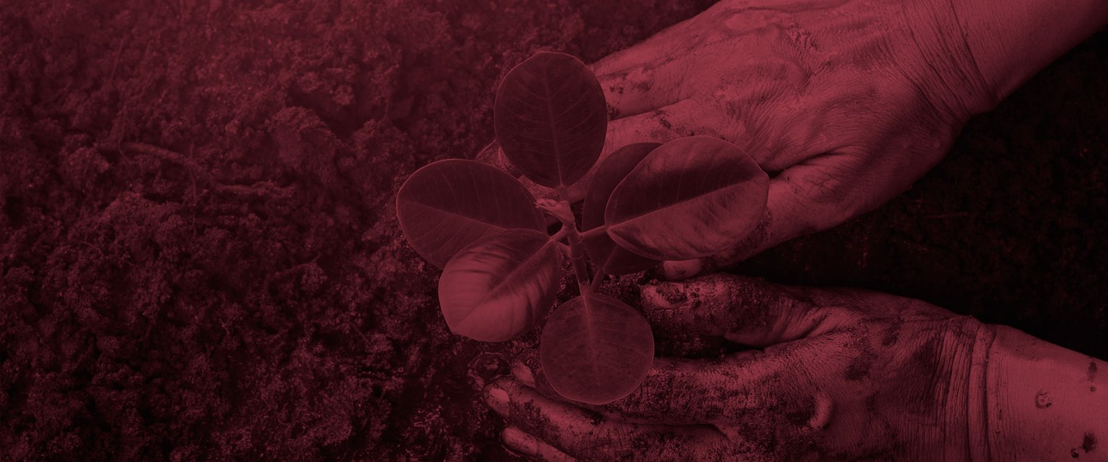 Agronomía y Agropecuario